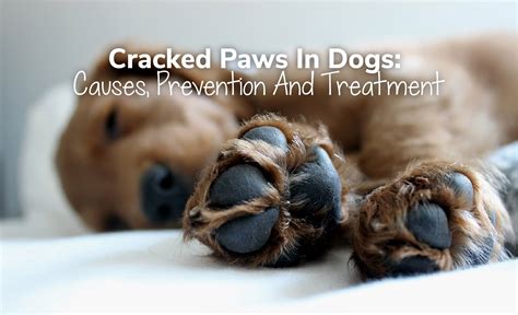 Cracked Paws In Dogs: Causes, Prevention And Treatment– ZUKI