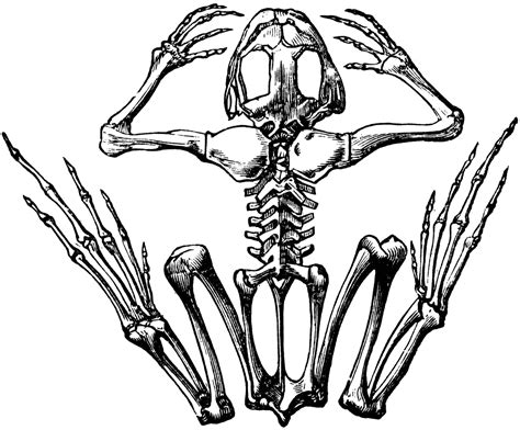 Frog Skeleton | ClipArt ETC