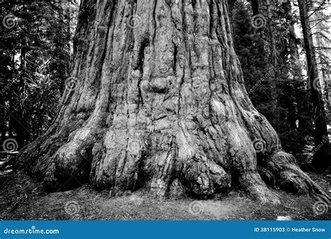 Giant Sequoia Tree Trunk stock image. Image of black - 38115903