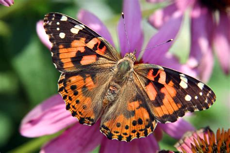 Painted Lady Butterfly Photograph by Margie Wildblood