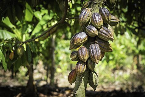 Cacao tree with cacao pods in a organic farm. 8217185 Stock Photo at ...