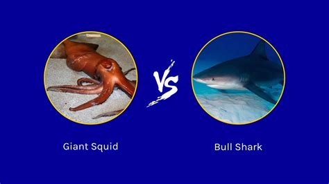 Deep Sea Battles: Bull Shark vs. Giant Squid - A-Z Animals