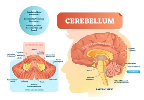 Cerebellum: An organ for much more than motor coordination