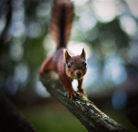 Photographer Shoots Finnish Forest Animals Like They’re Professional Models, And We Can’t Stop ...