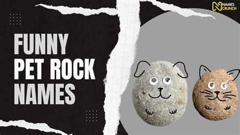 Funny Pet Rock Names [220+ Unique Ideas] - Names Crunch