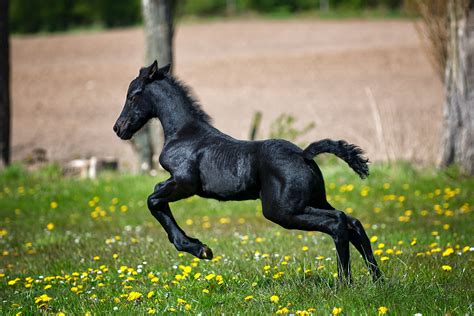 Black Horse Running on Grass Field With Flowers · Free Stock Photo