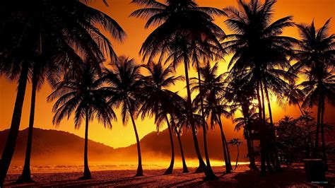 Palm Tree Wallpapers - Wallpaper Cave