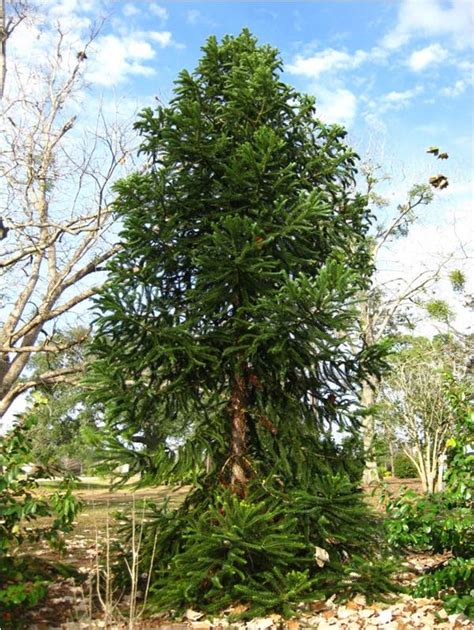 Paraná Pine, An Ancient-Looking Conifer for Modern Landscapes | Gardening in the Panhandle