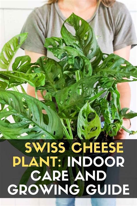 Swiss Cheese Plant: Indoor Care and Growing Guide | Cheese plant, Swiss cheese plant, Plants