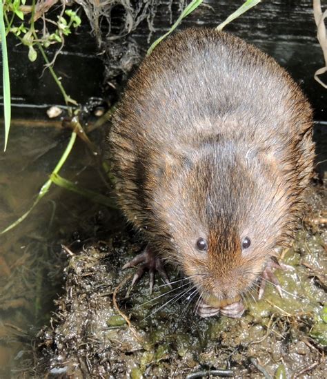 About a Brook: Rats and Voles - Essentially, it's Down to Bluntness