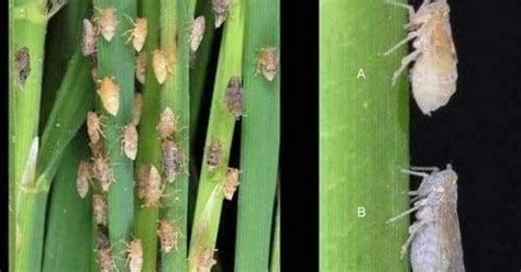 DA aids Cagayan farmers affected by palay pest infestation | Philippine ...