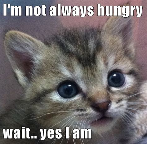 I'm not always hungry wait.. yes I am | Funny animals with captions ...