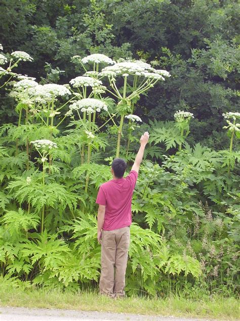 Giant Hogweed - Cecila Wagoner