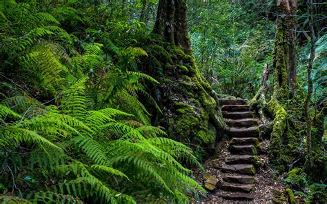 Online crop | green Boston fern plant, stairs, ferns, forest HD wallpaper | Wallpaper Flare