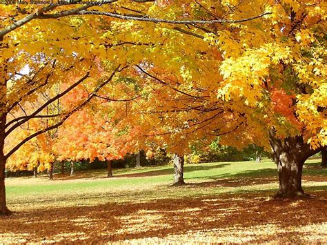 fallen, nature, autumn, park, 480P, leaves, autumn colours, Trees ...