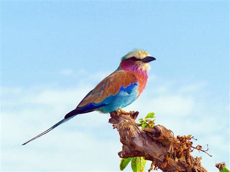 Lilac Breasted Roller Birds Africa · Free photo on Pixabay