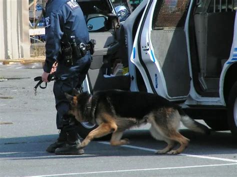 Police K9 Patrol Dog Sales and Training, Dual Purpose K9 Malinois GSDPolice Patrol Dogs - Police ...