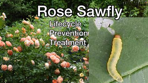 How to treat rose sawfly infestation. Helpful TIPS! - YouTube