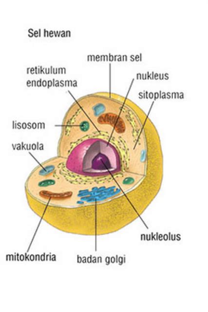 Gambar Sel Hewan Dan Tumbuhan Tanpa Keterangan