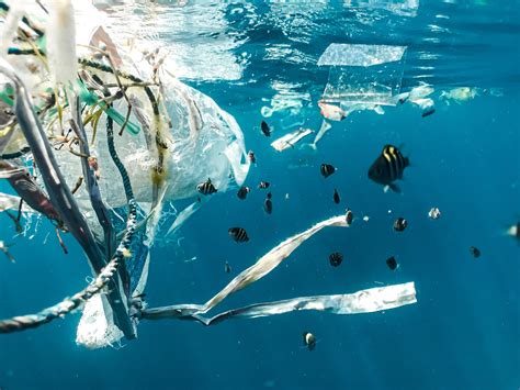 Extinction threat from ocean plastic pollution is growing | World Economic Forum