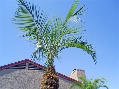 Brad's Tropical Paradise: Trimming a palm tree