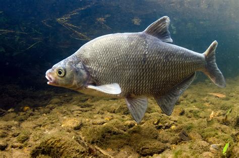 Common Bream - Unlocking the SevernUnlocking the Severn