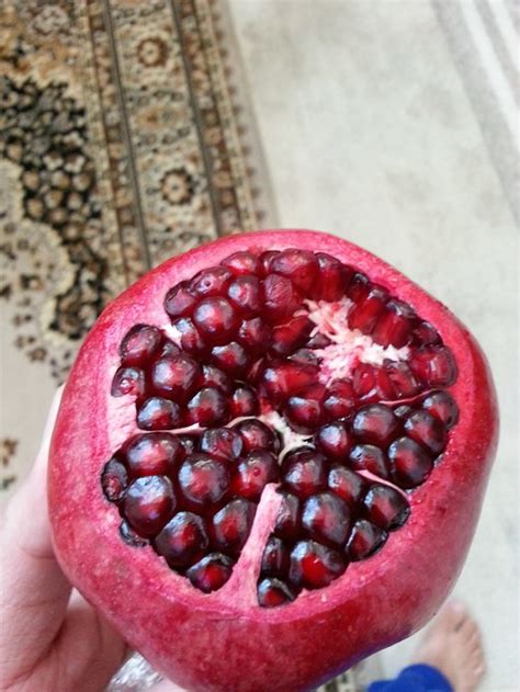 First fruit from 'Parfianka' Pomegranate