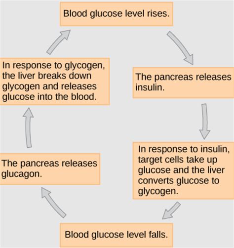 Hormon Insulin - Pengertian, Pengaruh, dan Fungsi - Blog ruparupa