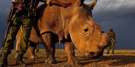 World's Last Male Northern White Rhino Placed Under 24-Hour Armed Guard In Kenya | HuffPost