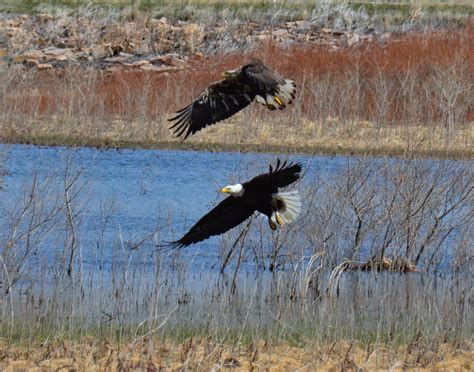 Bald Eagles at Boyd Lake State Park – Robert Robinson Photography