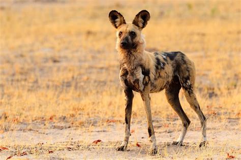 25 animales de la sabana africana y sus características - Lifeder