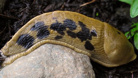 Banana slugs not the problem in gardens