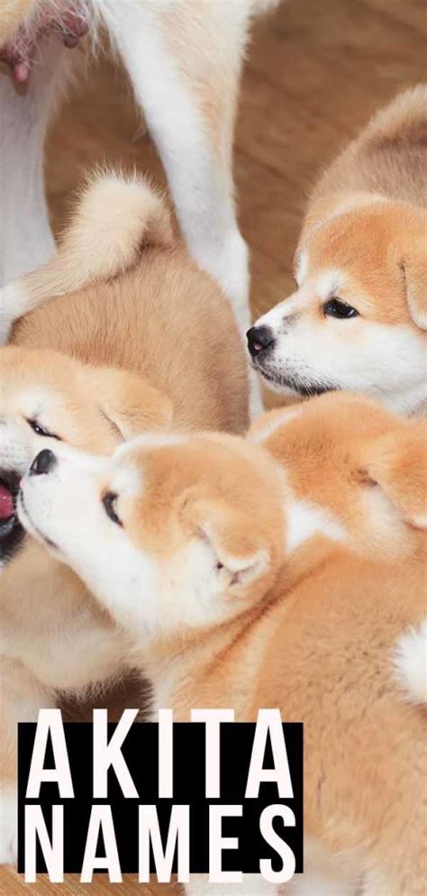 Akita Names - The Coolest Names For Your New Best Friend