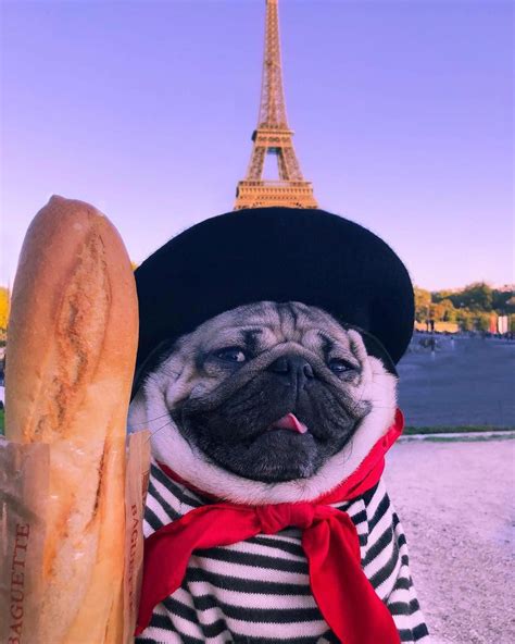 Doug The Pug on Instagram: ““We go together like romance and carbs” -Doug” #hilariouspugs | Cute ...