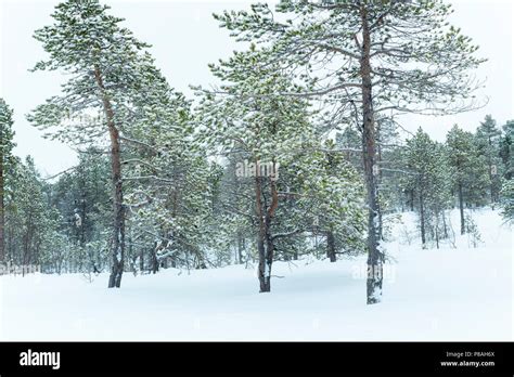 Snowcovered pine trees in arctic Norway during polar night, Balsfjord, Norway Stock Photo - Alamy