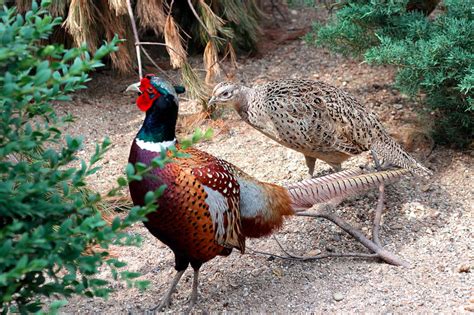 Know the Pheasant Sounds And 3 Considerations Before Keep Pheasant!