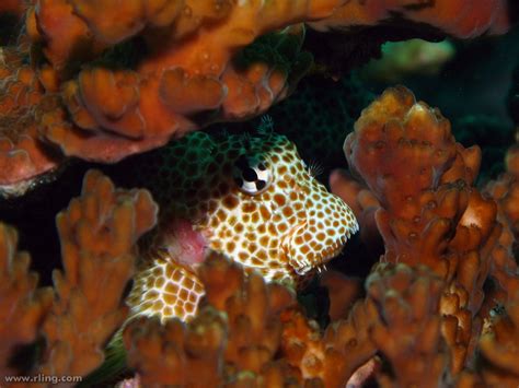 Real Monstrosities: The Blenny in His Den-ny