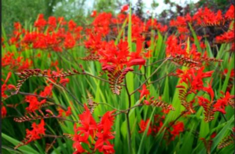 Crocosmia ‘Lucifer’ – One Earth Botanical