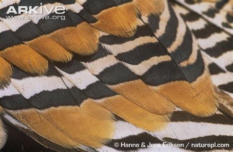 Lichtensteins-sandgrouse-feather- | Feather, Drawing reference, Bird ...