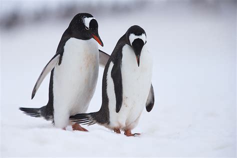 Pinguino Juanito - Gentoo penguin - (Pygoscelis papua) - Pingüinos ...