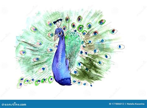 Peacock With Open Tail Standing Front View And Peahen Side View. Ink ...