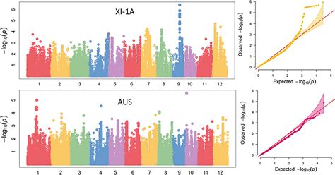 Frontiers | Rapid Identification of QTL for Mesocotyl Length in Rice Through Combining QTL-seq ...