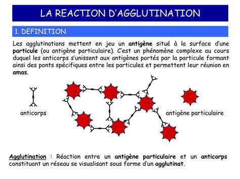 PPT - LA REACTION D’AGGLUTINATION PowerPoint Presentation, free ...