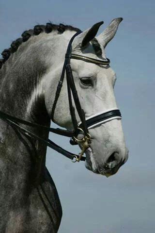 Iberian horse, gorgeous!! | Horses, Horse breeds, Dressage horses