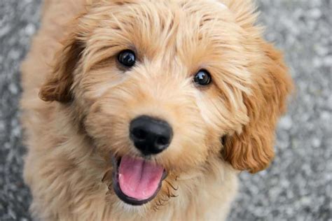 Happy, smiling mini-goldendoodle. Mini-Goldendoodles love attention ...