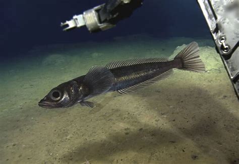 Acanthodraco dewitti. Is a species of Antarctic dragonfish