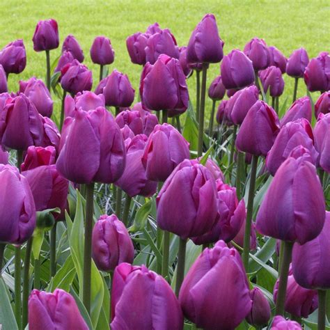 Tulip Triumph Negrita - 20 bulbs - Longfield Gardens