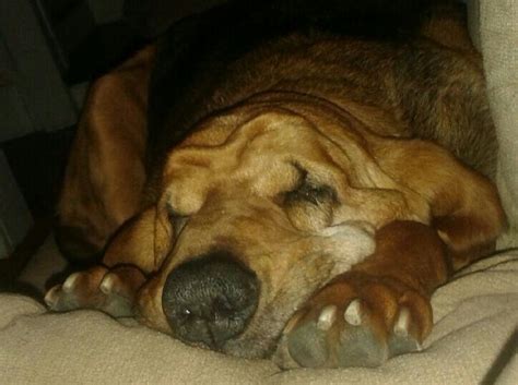 Sleepy bloodhound, all wrinkles