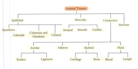 Animal Tissue Flow Chart