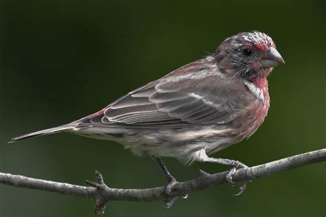 Get To Know About The New Hampshire State Bird